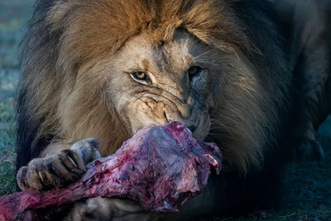 Fond d'écran Lion 4K · animals · 3840×2561