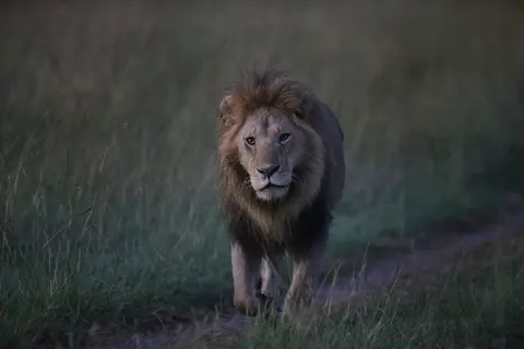 Fond d'écran Lion 4K · animals · 3840×2560