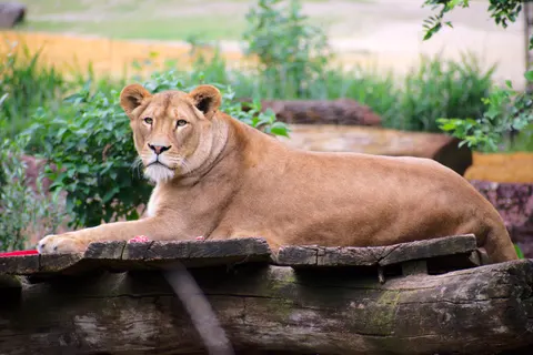 Обои Лев 4K · animals · 3840×2563