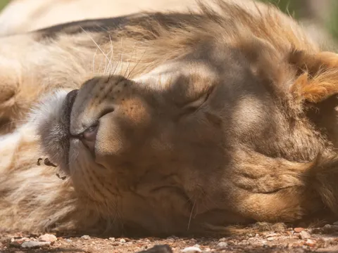 Löwe 4K Hintergrundbild · animals · 3840×2880