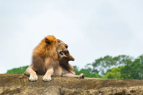 Löwe 4K Hintergrundbild · animals · 3840×2563
