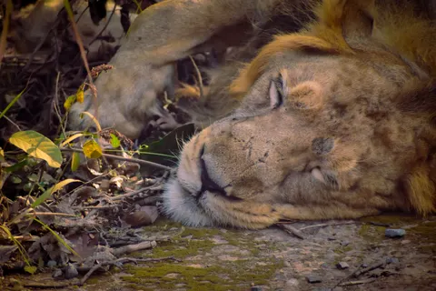 Fond d'écran Lion 4K · animals · 3840×2560