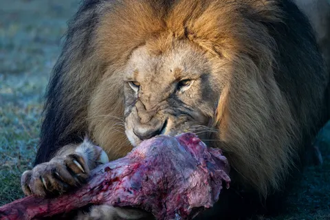 Fond d'écran Lion 4K · animals · 3840×2561