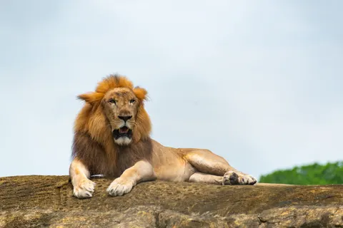 Fondo de pantalla León 4K · animals · 3840×2563