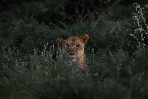 Fondo de pantalla León 4K · animals · 3840×2560