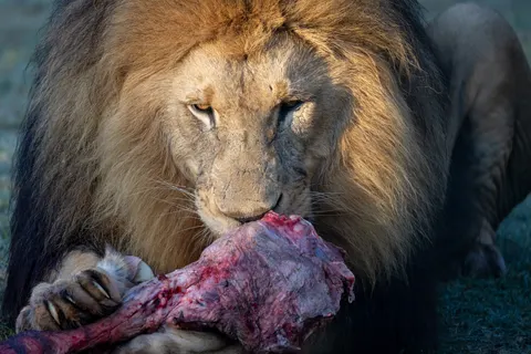 Fond d'écran Lion 4K · animals · 3840×2561