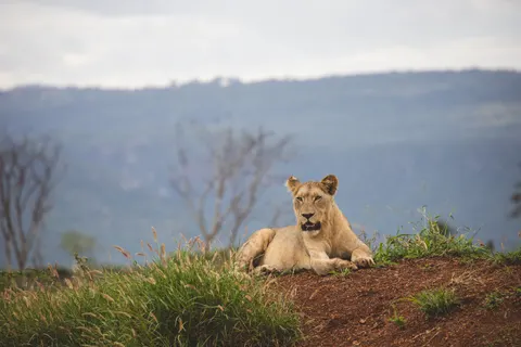 خلفية أسد بدقة 4K · animals · 3840×2560