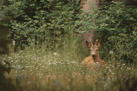 Hirsch 4K Hintergrundbild · animals · 3840×2560