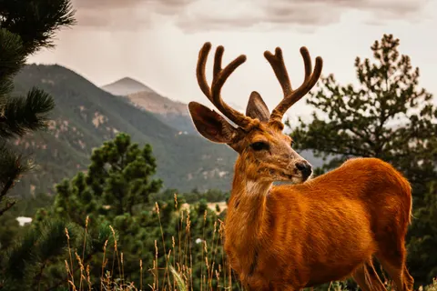 خلفية غزال بدقة 4K · animals · 3840×2560