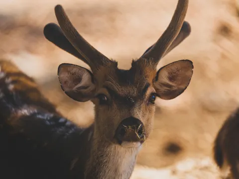 Fond d'écran Cerf 4K · animals · 3840×2880