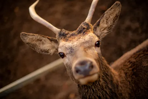 Deer 4K Wallpaper · animals · 3840×2560