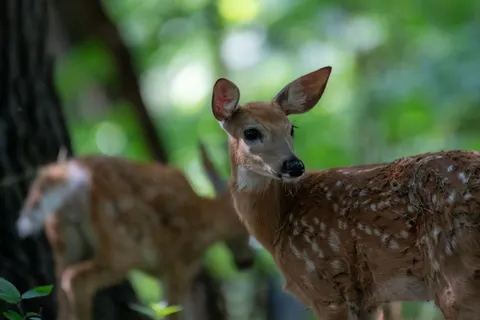 Hirsch 4K Hintergrundbild · animals · 3840×2560