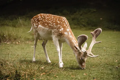 Fondo de pantalla Ciervo 4K · animals · 3840×2560