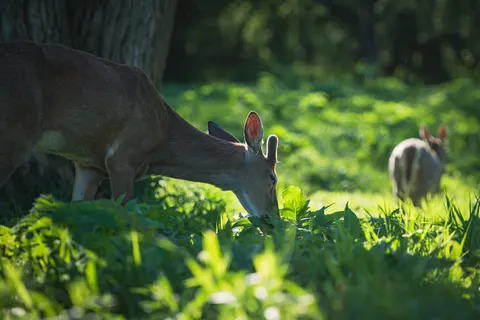 Hirsch 4K Hintergrundbild · animals · 3840×2563