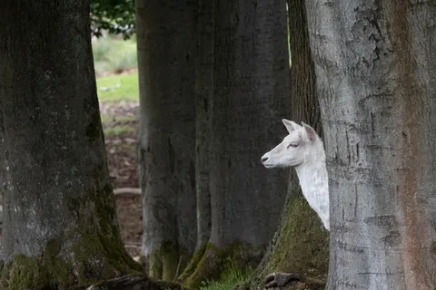 Hirsch 4K Hintergrundbild · animals · 3840×2560