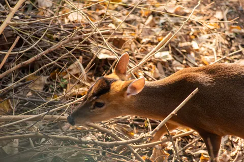 Fond d'écran Cerf 4K · animals · 3840×2563