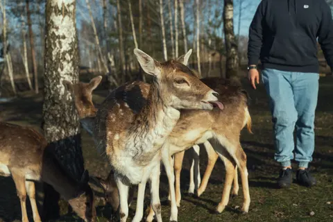 Fondo de pantalla Ciervo 4K · animals · 3840×2560