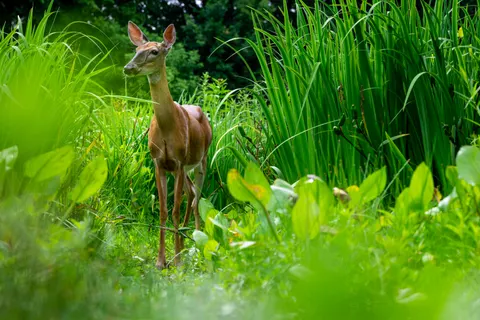 Hirsch 4K Hintergrundbild · animals · 3840×2563