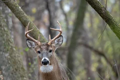 Hirsch 4K Hintergrundbild · animals · 3840×2560