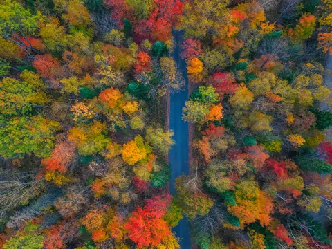 والپیپر جنگل پاییزی با کیفیت 4K · nature · 3840×2880