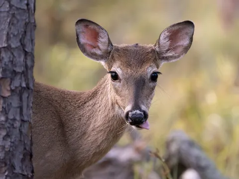 خلفية غزال بدقة 4K · animals · 3840×2880