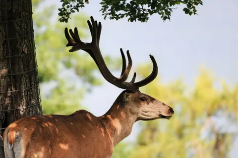 Deer 4K Wallpaper · animals · 3840×2560