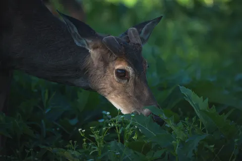 Deer 4K Wallpaper · animals · 3840×2563