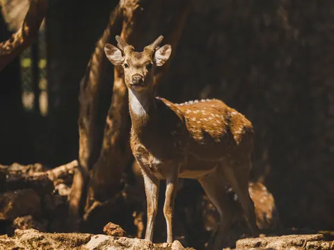 사슴 4K 배경화면 · animals · 3840×2880