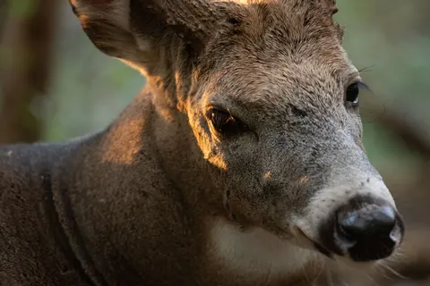 鹿 4K壁纸 · animals · 3840×2560