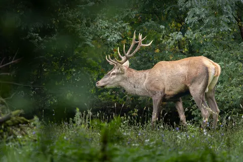 Обои Олень 4K · animals · 3840×2560