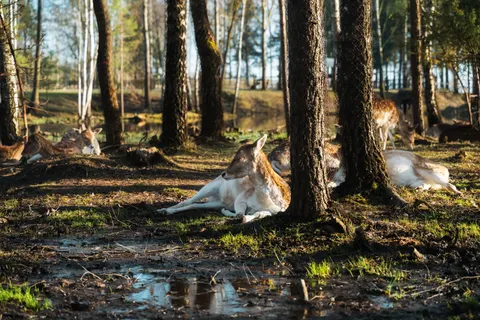 Hirsch 4K Hintergrundbild · animals · 3840×2560