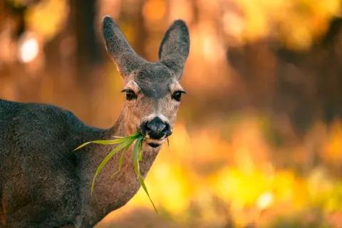 Papel de parede Cervo 4K · animals · 3840×2560