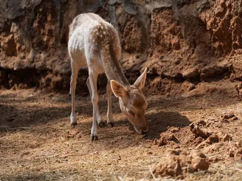 Deer 4K Wallpaper · animals · 3840×2880