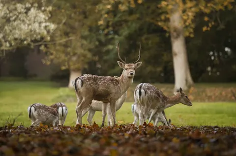 Fondo de pantalla Ciervo 4K · animals · 3840×2555