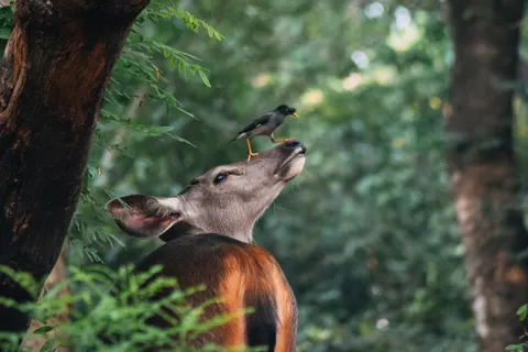 Hirsch 4K Hintergrundbild · animals · 3840×2560