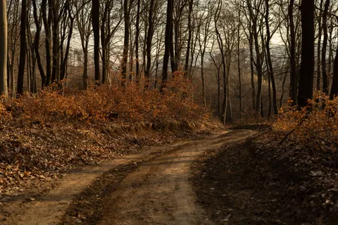 Sfondo Foresta Autunnale 4K · nature · 3840×2560
