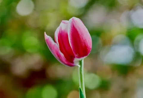 튤립 밭 4K 배경화면 · flowers · 3840×2614