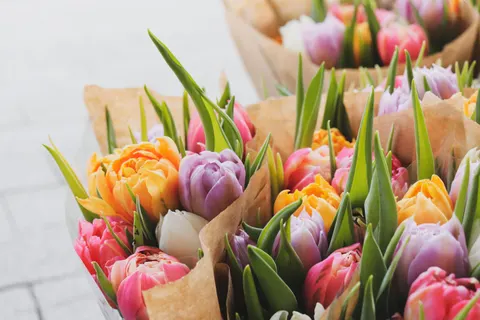 Tulip Field 4K Wallpaper · flowers · 3840×2560