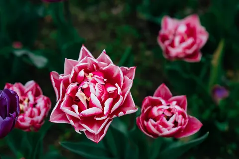 튤립 밭 4K 배경화면 · flowers · 3840×2560