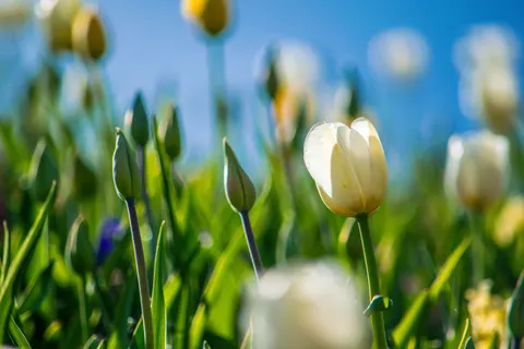 チューリップ畑 4K壁紙 · flowers · 3840×2560