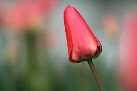 Fond d'écran Champ de tulipes 4K · flowers · 3840×2560