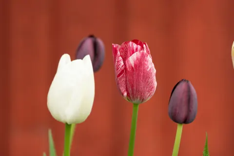 Papel de parede Campo de tulipas 4K · flowers · 3840×2560