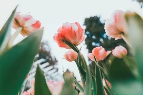 Обои Тюльпановое поле 4K · flowers · 3840×2560
