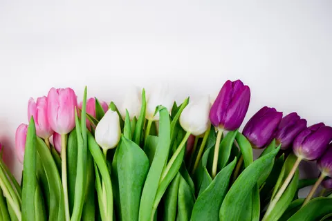 Tulip Field 4K Wallpaper · flowers · 3840×2560