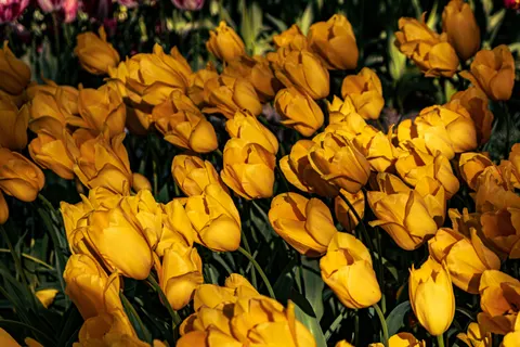 Papel de parede Campo de tulipas 4K · flowers · 3840×2560