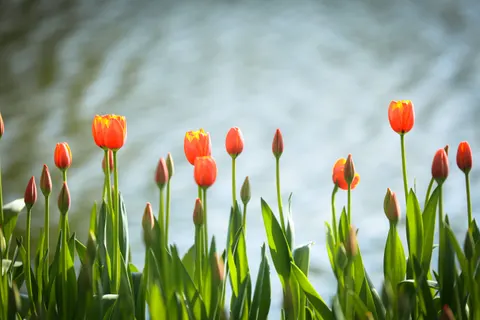 Обои Тюльпановое поле 4K · flowers · 3840×2560