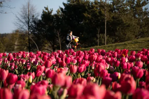 Tulip Field 4K Wallpaper · flowers · 3840×2560