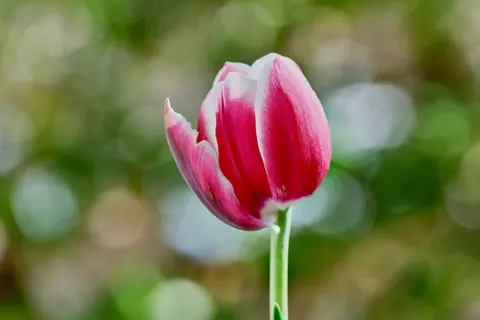 Fond d'écran Champ de tulipes 4K · flowers · 3840×2560