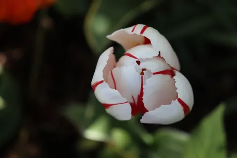 Обои Тюльпановое поле 4K · flowers · 3840×2560