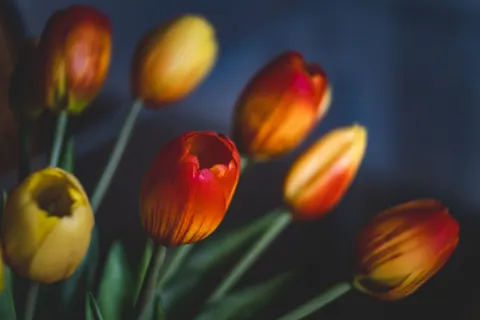 Fond d'écran Champ de tulipes 4K · flowers · 3840×2560